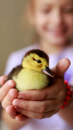 young girl holding a baby duck in handsの写真素材