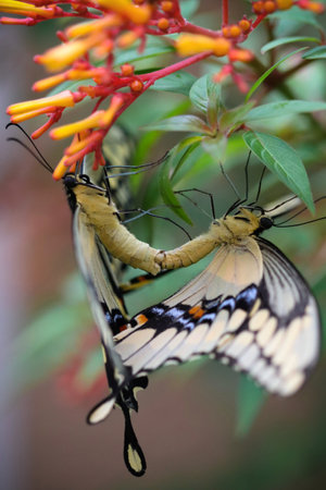 Two giant swallowtail butterfly matingの写真素材