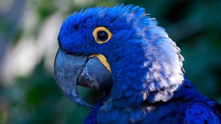 Vivid blue Hyacinth Macaw at Sarasota Jungle Gardens a tourist attraction located in Sarasota,...