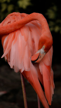 Greater flamingo (Phoenicopterus ruber) cleaning  his  feathers.の写真素材