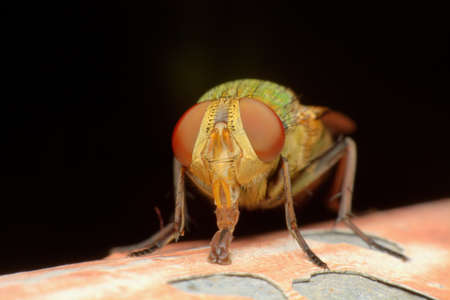 Flies Tongueの写真素材