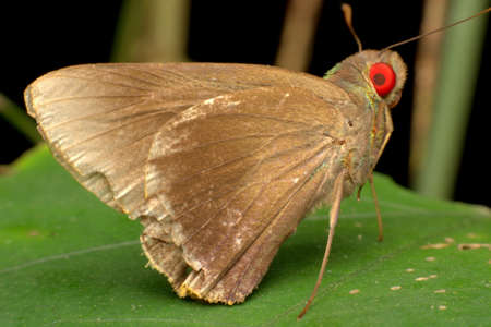 Moth Red Eyeの写真素材