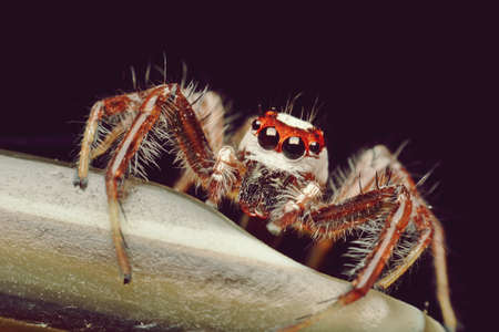 Spider looking for preyの写真素材