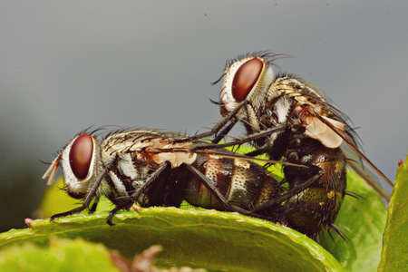 Mating fliesの写真素材