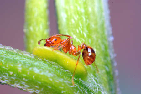 Fire ant living on top a pumpkin.の写真素材
