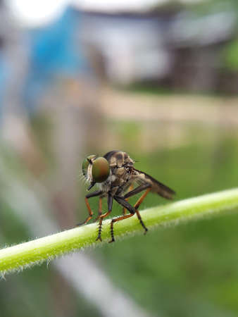 Bug hunters perched on a branchの写真素材