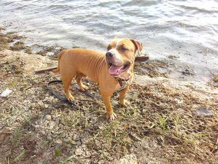 Posturing waterfrontの写真素材