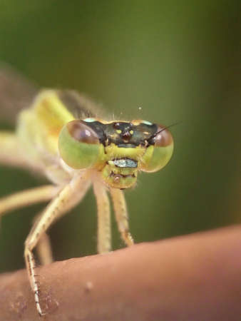 Dragonfly's head in the pictureの写真素材