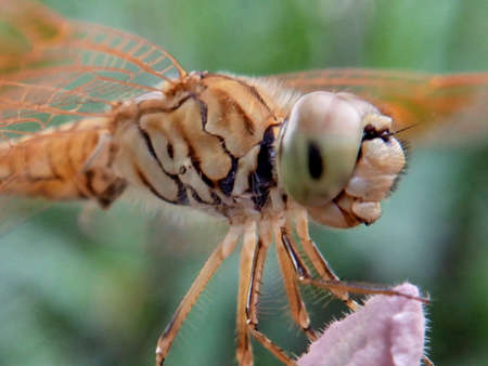 smiling dragonflyの写真素材