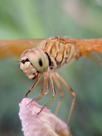 smiling dragonflyの写真素材