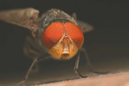 bluebottle Close-upの写真素材