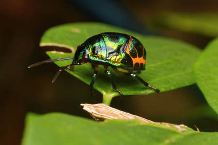 beautiful Insects