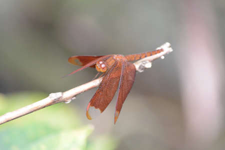 Red Dragonflyの写真素材