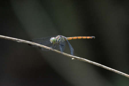 Dragonfly with black backgroundの写真素材