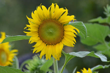 Beautiful flowersの写真素材