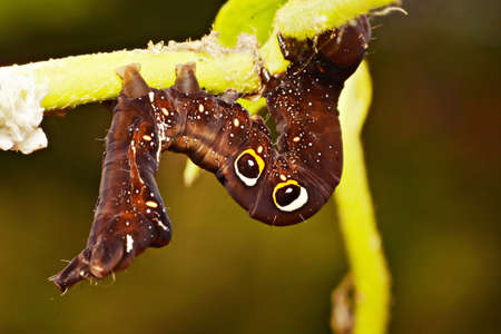 Caterpillarの写真素材