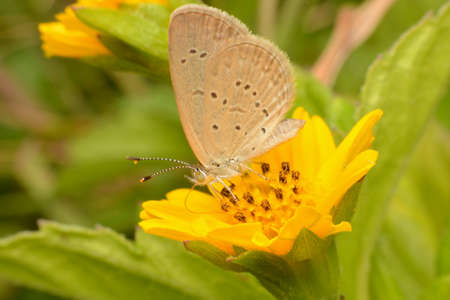 Butterfly sits on yellow flowerの写真素材