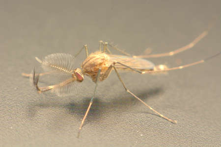 Mosquito bitsの写真素材