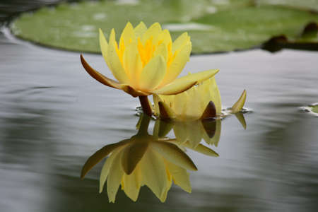 Yellow lotus With beautiful shadowsの写真素材