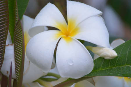 Drip drops on white flowersの写真素材