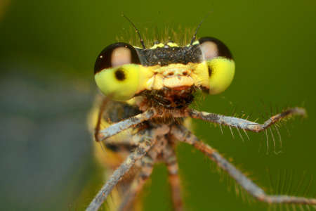 Lemongrass headの写真素材