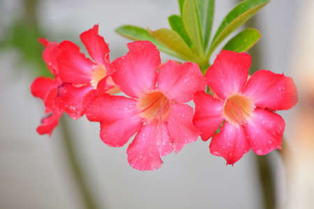 Azalea flowersの写真素材