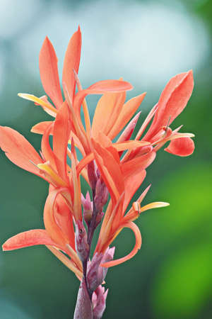 Canna lillyの写真素材