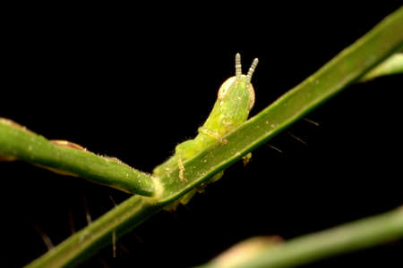 Grasshopperの写真素材
