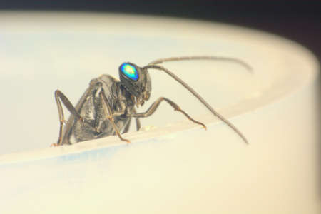 Blue eye bugの写真素材