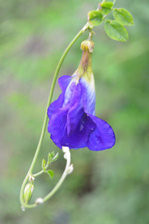 Pea flowersの写真素材