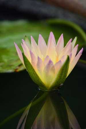 Lotus beautiful light.の写真素材