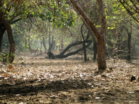 spotted deers in Gir Asiatic Lions Sanctuaryの写真素材