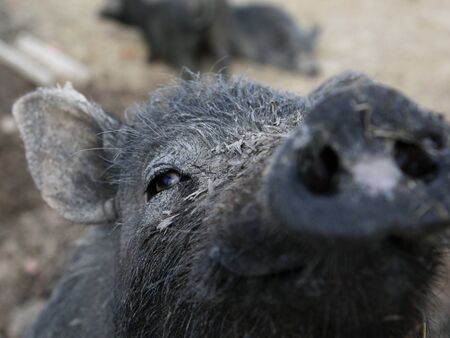 Dirty pig snout climbs into the frame and looks with one eye at the camera.