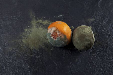 Two rotten oranges on a dark background. Incorrect storage. Decomposition process. Copy space.