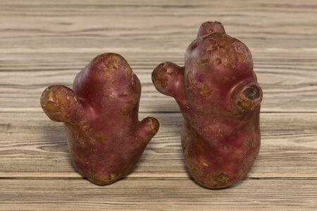 Two ugly potatoes on a wooden background. Funny vegetables look like unusual interlocutors. Closeup.