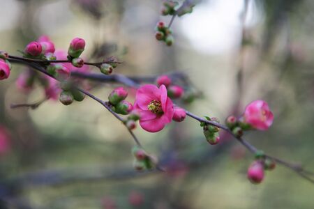 Creative photo of a flowering sprig of Japanese cherry or Sakura close-up.の写真素材