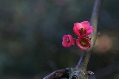 The first beautiful flowers of Japanese cherry or Sakura. Background with pink flowers on a spring day.の写真素材