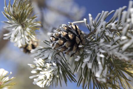 Christmas card with a pine branch and a beautiful cone against the blue sky. Winter forest.の写真素材