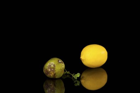 Rotten lime on a blurry background of fresh lemon. Selective focus. Ugly fruits. Reflection. Copy space. Spoiled citrus fruits. Incorrect storage.の写真素材