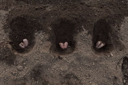Concept- food waste reduction. Planting potatoes. Ugly potato in the shape of a heart in the ground....