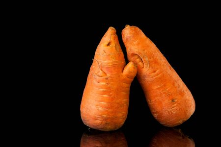 Ugly shaped carrots on a black background. Funny, abnormal concept of plant or food waste. Horizontal orientation.の写真素材