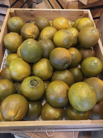 Navel Chocolate oranges are aromatic and contain a low level of acidity, which creates a very sweet flavor.の写真素材
