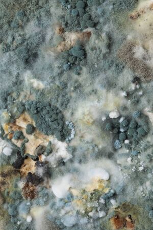 Blue gray mold macro, natural background closeup.