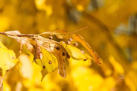 Gold autumn. Sprig of linden on a sunny day. Bright yellow autumn leaves.