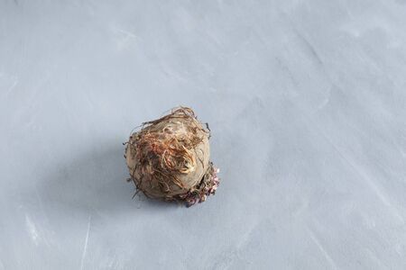 Beetroot covered with mold on gray background. Sprouted ugly vegetables. Food waste.