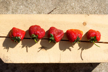 Ugly strawberry on a wooden pine bar with harsh shadows from the daytime sun. New harvest. Country style.の写真素材