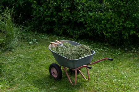 Wheelbarrow with grass and leaves. On top are garden shears. Gardening. Planting care. Seasonal trimming of trees, bushes and other perennial plants.の写真素材