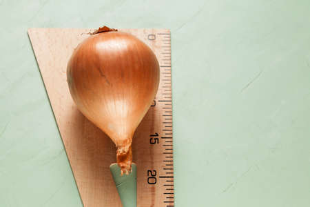 Onions are on a ruler. Huge root crop 20 cm high. New harvest. Light green background, selective focus, copy space.の写真素材