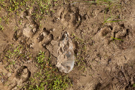 Old dirty crumpled plastic bottle stuck in the ground and animal tracks in the coastal area. Concept...