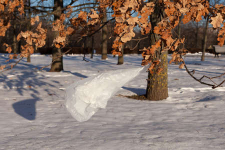 Used plastic bag caught on tree branch in the park. Problem of increasing plastic waste. Pollution of environment and nature. Winter.の写真素材